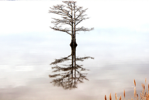 Bridging the Protection Gap with Embedded Insurance & Super Apps